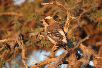 White-Browed Sparrow-Weaver, Kgalagadi, South Africa