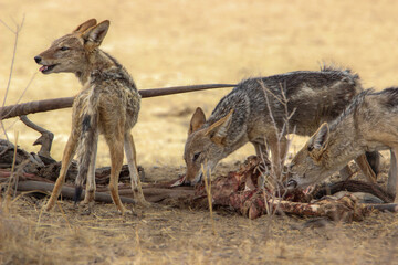 Black-backed Jackal (Lupulella mesomelas), Kgalagadi, Kalahari 
