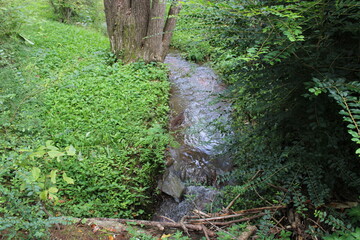 Rural Tennessee Creek In The Great Smokey Mountains