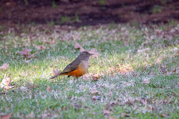 Pájaro 
