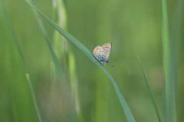 una farfalla comune blu su un filo d'erba