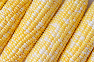 Yellow fresh ears of sweet corn background. Fresh raw corncob with yellow and white grains macro texture, top view, close up. Abstract food background, harvest season, healthy organic food.