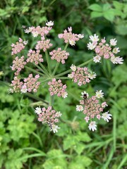 Insect Feeding on Angelica Flowers
