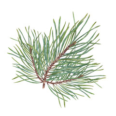 Lush Christmas Pine branch. Cedar, conifer branches. Evergreen plant. Botanical watercolor illustration of green lush sprig. For winter postcard design, Xmas and New Year cards