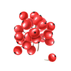Bunch of red berries. Fresh juicy cranberries, currants, cowberries, rowan berry. Watercolor illustration isolated on transparent background. For your design
