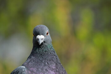 Pigeon, close portrait