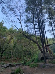 Obraz premium trees in the forest