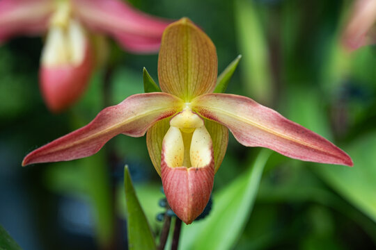 A species of orchid.. Phragmipedium longifolium