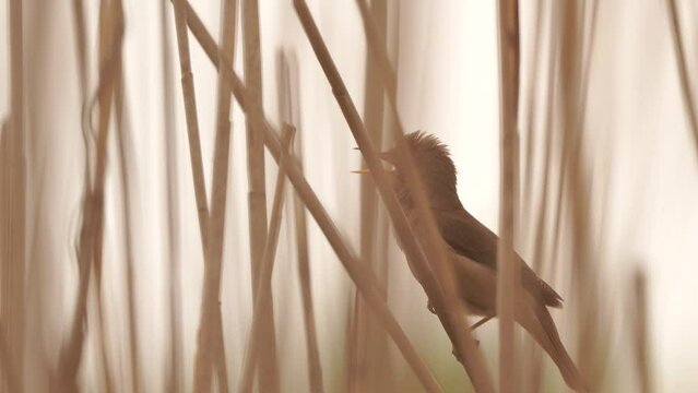 A male common reed warbler (Acrocephalus scirpaceus) singing on a reed stem in early spring