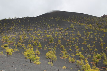 trees reborn in the volcano lava