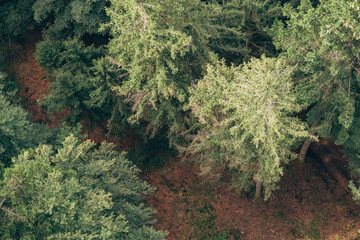 a drone view over a coniferous forest