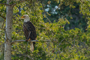 Bald eagle roosting in Douglas fir trees, forest background