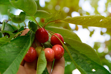 picking organic fresh cherries from the cherry tree