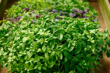 Large green aromatic basil leaves all close together. Fresh basil on the bed in the greenhouse. Green basil. Food background.