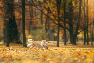 Cute shihtzu dog run in nature. Little Dog in autumn leaves. Walking with a pet in the park at fall 