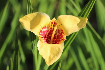 Tigridia Pavonia or peacock tiger flower in garden. Close up.