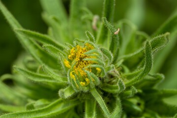 Coast tarweed, Madia sativa