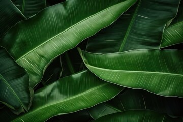 tropical leaf texture, large palm foliage