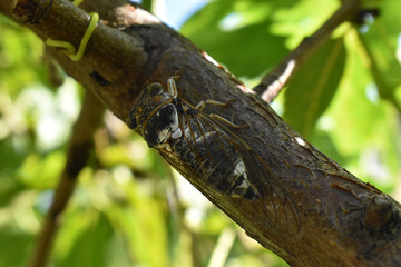cicada on the tree