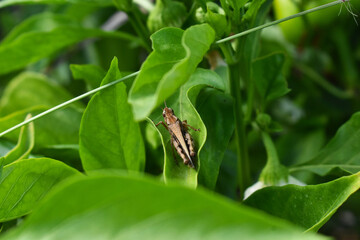 grasshopper on leaf