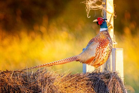 Coq faisan &agrave; l'heure dor&eacute;e
