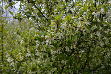 Gumi blossoms in the garden.