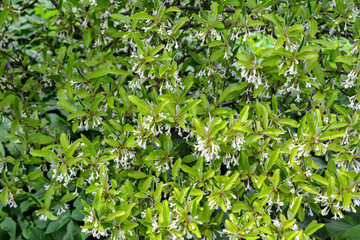 Gumi blossoms in the garden.