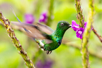 hummingbird, Green Thorntail, Discosura conversii