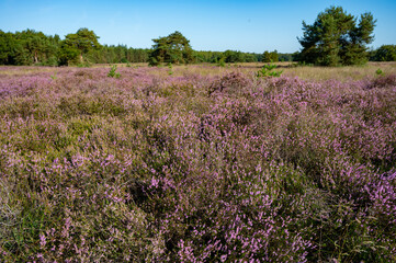 Nature background, green lung of North Brabant, pink blossom of heather plants in de Malpie natural protected forest in August near Eindhoven, the Netherlands