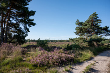 Nature background, green lung of North Brabant, pink blossom of heather plants in de Malpie natural protected forest in August near Eindhoven, the Netherlands