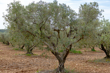 Olive trees growing in Alpilles region, Provence, France. Production of high quality virgin olive...