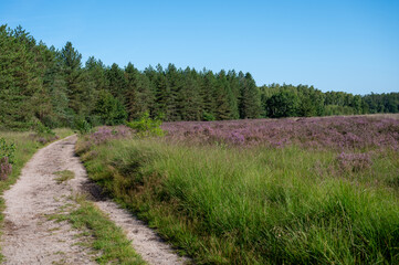 Obraz premium Nature background, green lung of North Brabant, pink blossom of heather plants in de Malpie natural protected forest in August near Eindhoven, the Netherlands