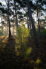 Obraz premium Young pine tree in sunlights. Sunny morning in Nature protected park area De Malpie near Eindhoven, North Brabant, Netherlands. Nature landscapes in Europe.