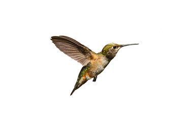 Rufous Hummingbird (Selasphorus rufus) Photo, in Flight, on a Transparent Background - 644224266