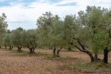 Olive trees growing in Alpilles region, Provence, France. Production of high quality virgin olive...