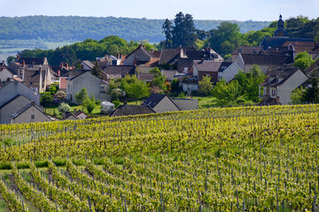 Fototapeta na wymiar View on green premier cru champagne vineyards in village Hautvillers near Epernay, Champange, France