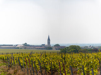 Fototapeta na wymiar View on green grand cru champagne vineyards near village Bouzy, Montagne de Reims subregion, Champange, France