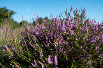 Obraz premium Nature background, green lung of North Brabant, pink blossom of heather plants in de Malpie natural protected forest in August near Eindhoven, the Netherlands
