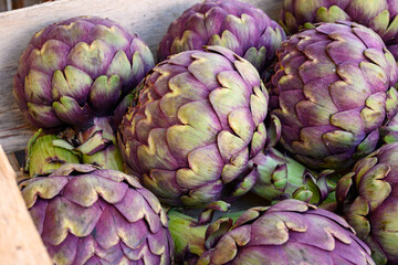 Obraz premium Big purple globe artichokes heads vegetables on farmers market in Brittany, France