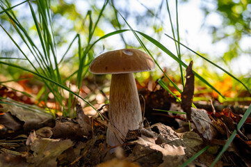 King of tasty edible mushrooms, boletus edulis porcini cepe growing in forest