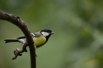 Great tit on a branch