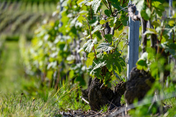 View on green grape leaves premier cru champagne vineyards in village Hautvillers near Epernay, spring in Champange, France