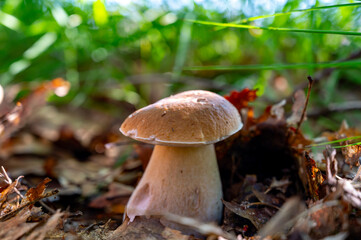 King of tasty edible mushrooms, boletus edulis porcini cepe growing in forest