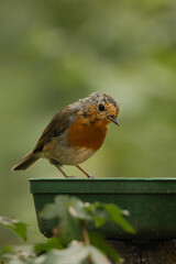 Robin on a food table