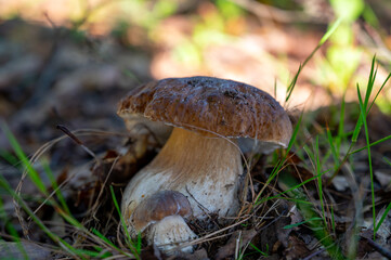 King of tasty edible mushrooms, boletus edulis porcini cepe growing in forest