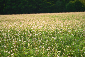 Vibrant Buckwheat Blossoms Painting the Countryside Landscape. A Panoramic View of a Flourishing Summer Buckwheat Field. Embracing Agriculture's Natural Beauty. Agriculture concept.