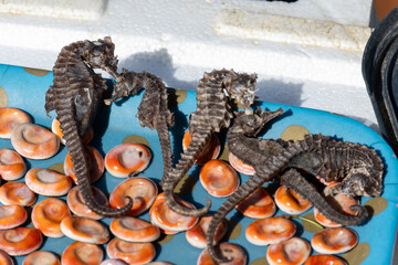 Catch of the day for sale on daily fish market in old port of Marseille, Provence, France. Eye of Saint Lucia shells and seahorse, symbols of fortune
