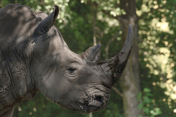 Fototapeta premium Rhinoceros large mammal of the order of the solipeds, head with a large horn. The animal rests in the shade on a summer day,
