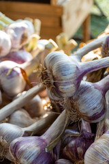 Bunch of fresh aromatic french violet or rose garlic on market in Provence