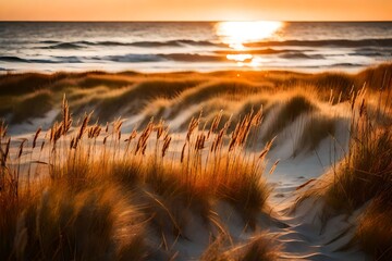 Beach with marram grass and lovely orange backlight from the dawn to sunset. Denmark's Skagen Nordstrand. Kattegat, Skagerrak 